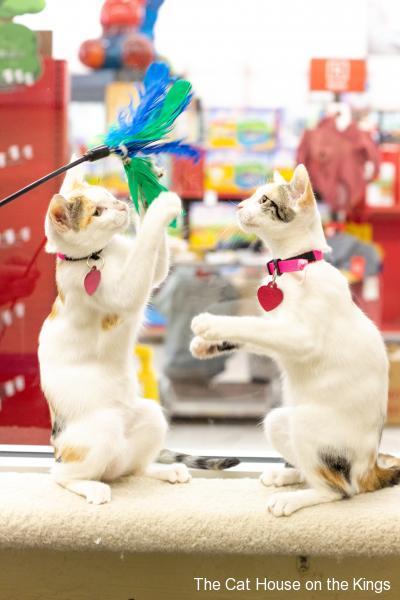 Young LaVerne and Shirley