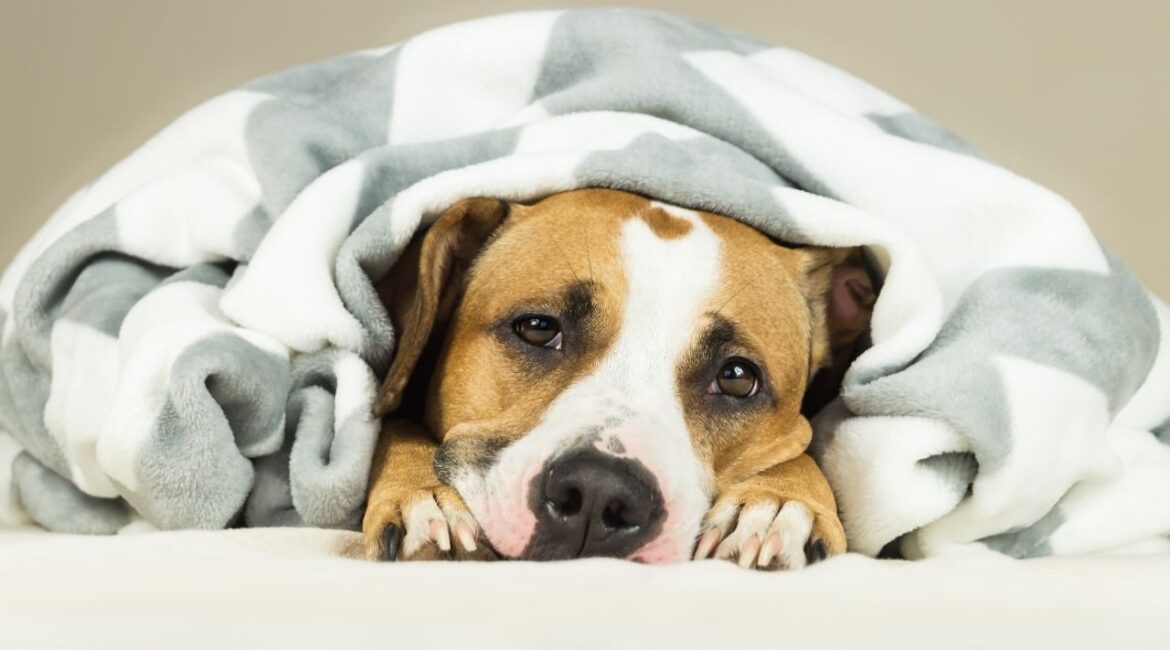 Madera County Animal Services is warning pet owners about an outbreak of highly contagious canine distemper virus confirmed in the City of Madera’s riverbed area. (Shutterstock)