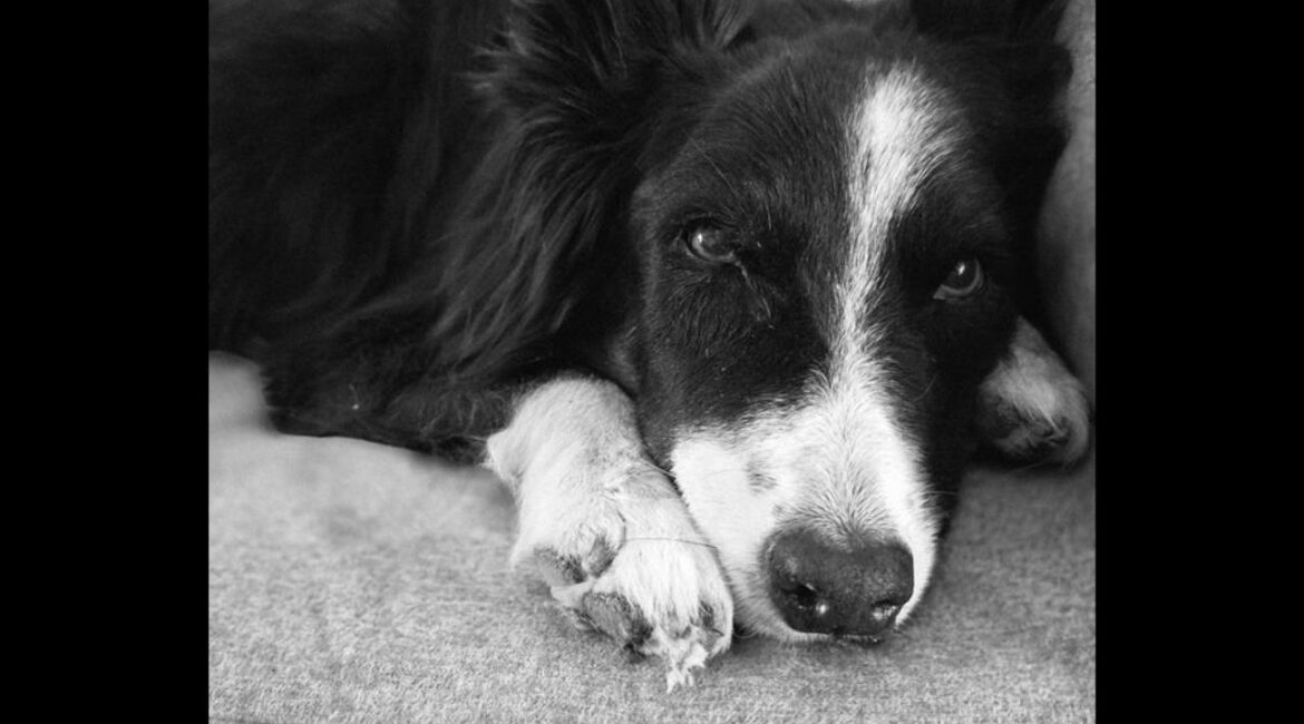 Mell Garcia says a heartfelt goodbye to her dog Harriet after 13 years, cherishing their memories and celebrating the love they shared. (Special to GV Wire)