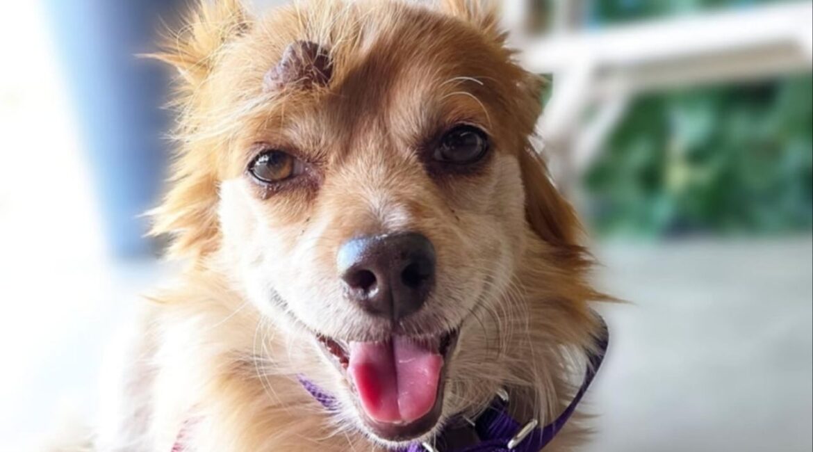 Micky MaKenzie, a bold yet sweet pup who loves belly rubs, car rides and playing with dogs of all sizes, is now recovered from surgery and ready for a forever home with his best buddy Sunny. (Mell's Mutts)