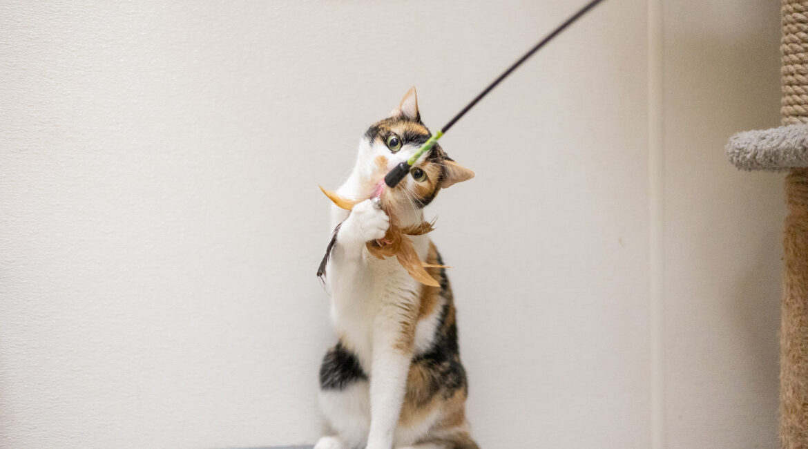 Sasha GV Wire's Adoptable Pet of the Week