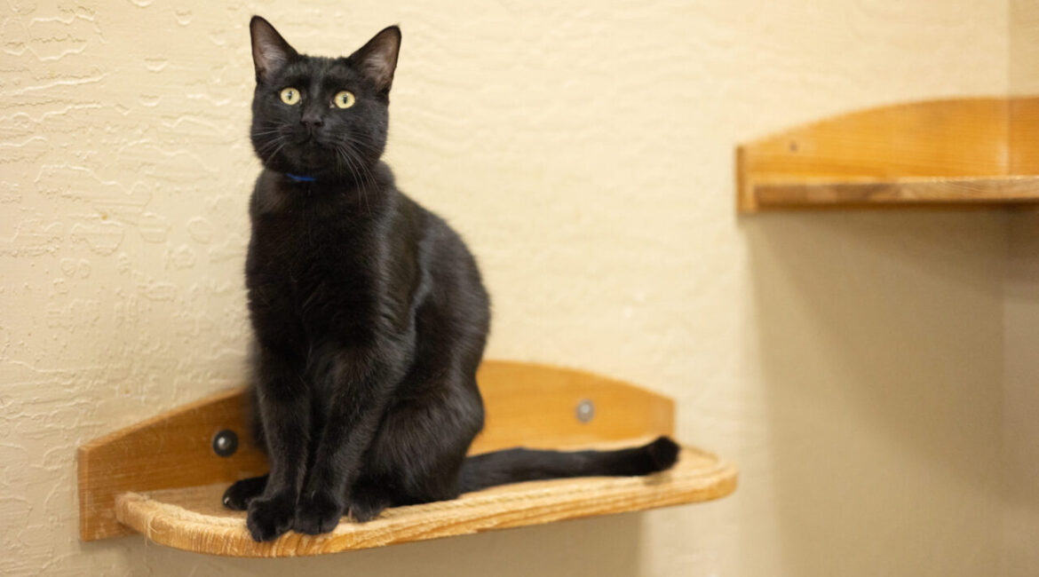 Shadow Is GV Wire's Adoptable Pet of the Week, Aug. 7, 2025