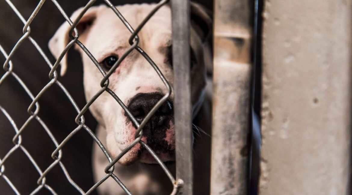 The Fresno Animal Center is over capacity after taking in more than 100 animals in recent days, leaving dozens of dogs at risk of euthanasia unless the community steps up to adopt or foster, officials said. (Shutterstock)