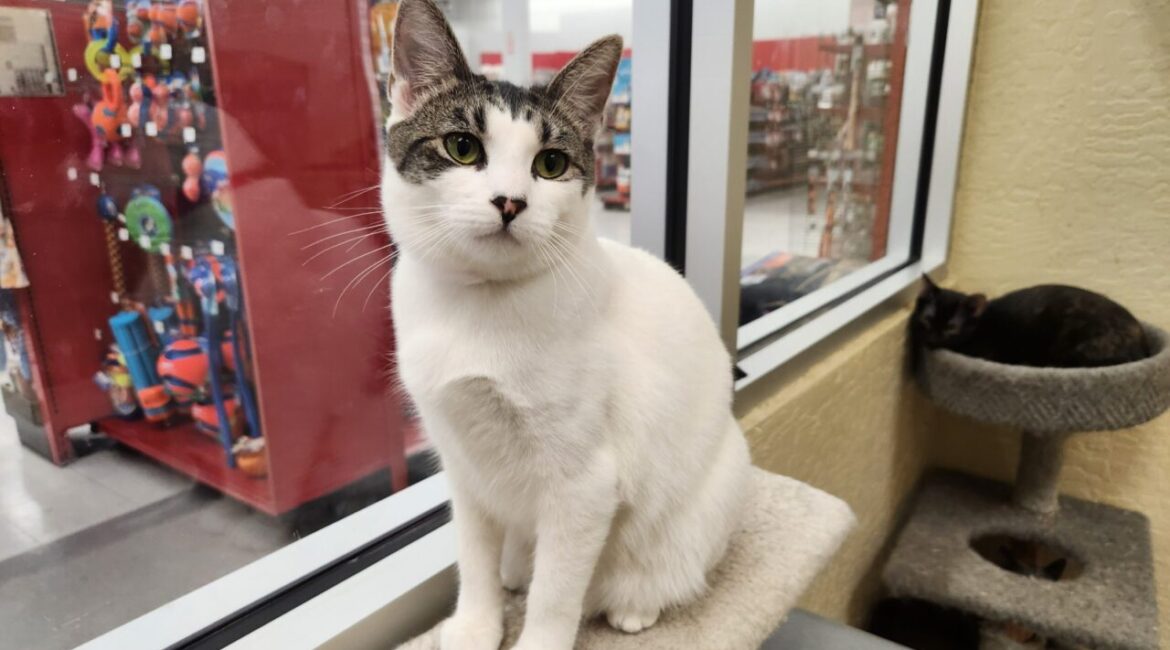 Tina GV Wire's Adoptable Pet of the Week, Aug. 14, 2025