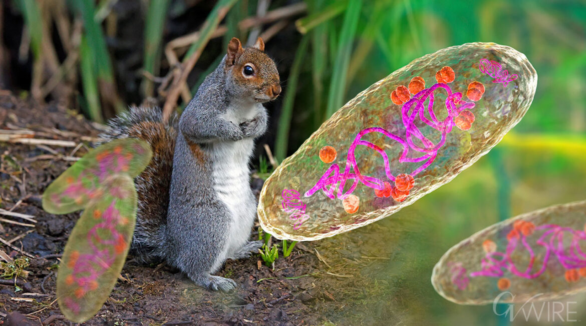 bubonic plague squirrel