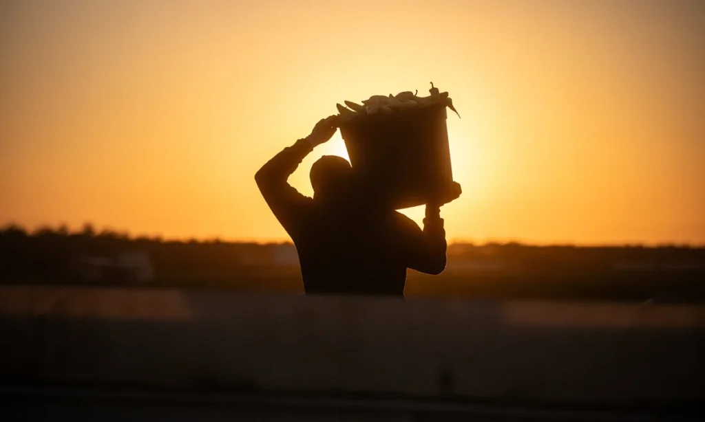 San Joaquin Valley Harvest Fieldhand