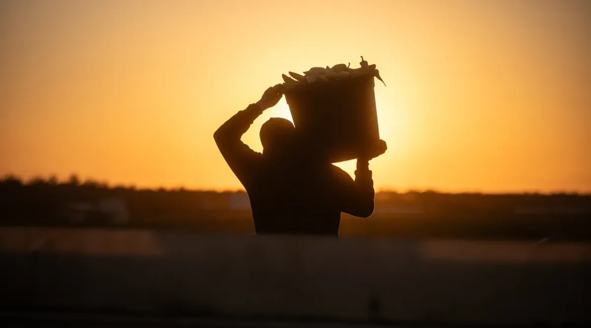 San Joaquin Valley Harvest Fieldhand