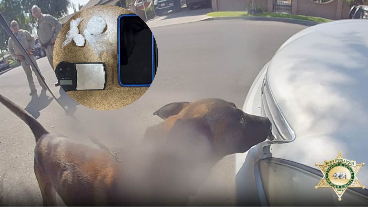 A Madera County sheriff’s K9 helped deputies arrest a combative driver and uncover suspected methamphetamine and drug paraphernalia Friday, Sept. 5, 2025, morning. (Madera County SO)