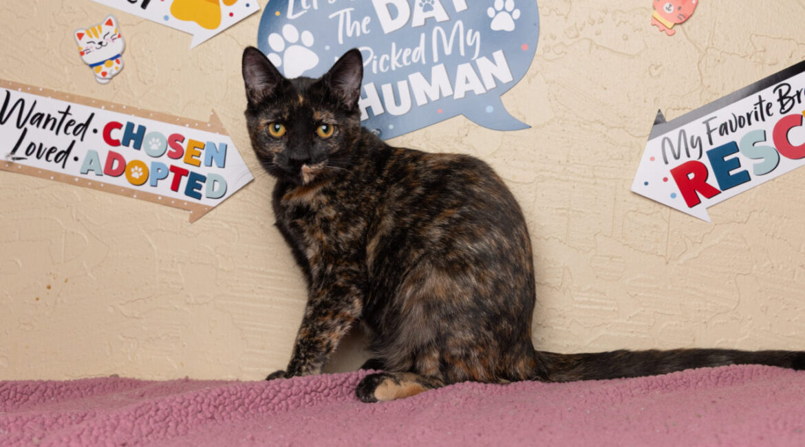 Amethyst is GV Wire's Adoptable Pet of the Week, Sept. 11, 2025