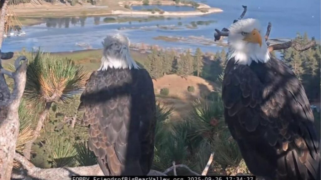 Big Bear Lake's famed bald eagle couple Jackie and Shadow were spotted paying a visit to their nest on Friday, Sept. 27, 2025. (USA Today Network via Reuters)