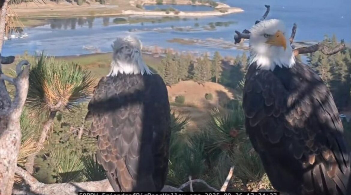 Big Bear Lake's famed bald eagle couple Jackie and Shadow were spotted paying a visit to their nest on Friday, Sept. 27, 2025. (USA Today Network via Reuters)