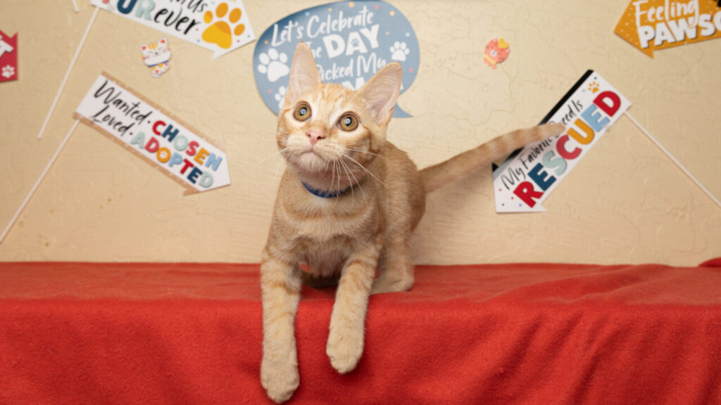 Clarence Is GV Wire's Adoptable Pet of the Week, Sept. 5, 2025