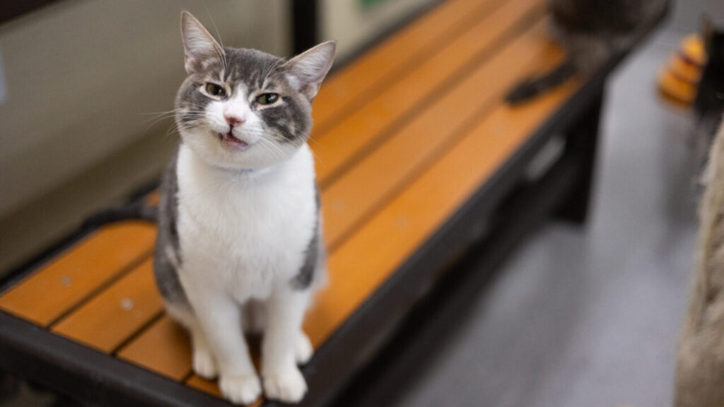 Jeb Is GV Wire's Adoptable Pet of the Week, Sept. 25, 2025