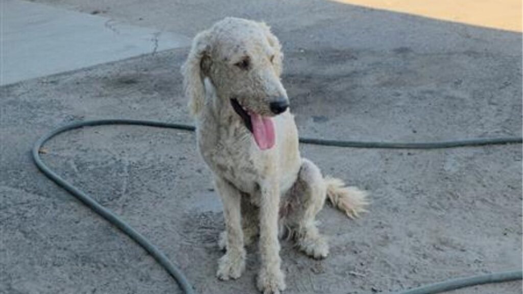 Plumber, a 1- to 2-year-old, 50-pound doodle mix who loves people and other dogs, is available for adoption through Mell’s Mutts in Fresno. (Mell's Mutts)