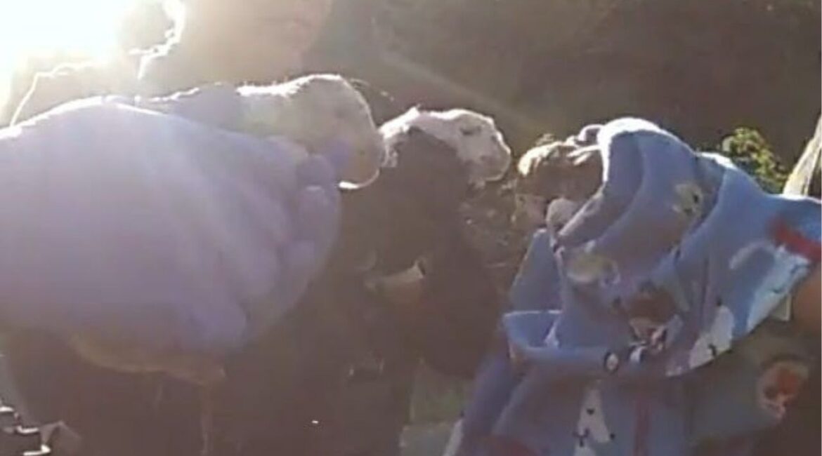 Polk County Sheriff's Office and Oregon Humane Society seized three neglected puppies during a large seizure operation. (USA Today Network via Reuters)