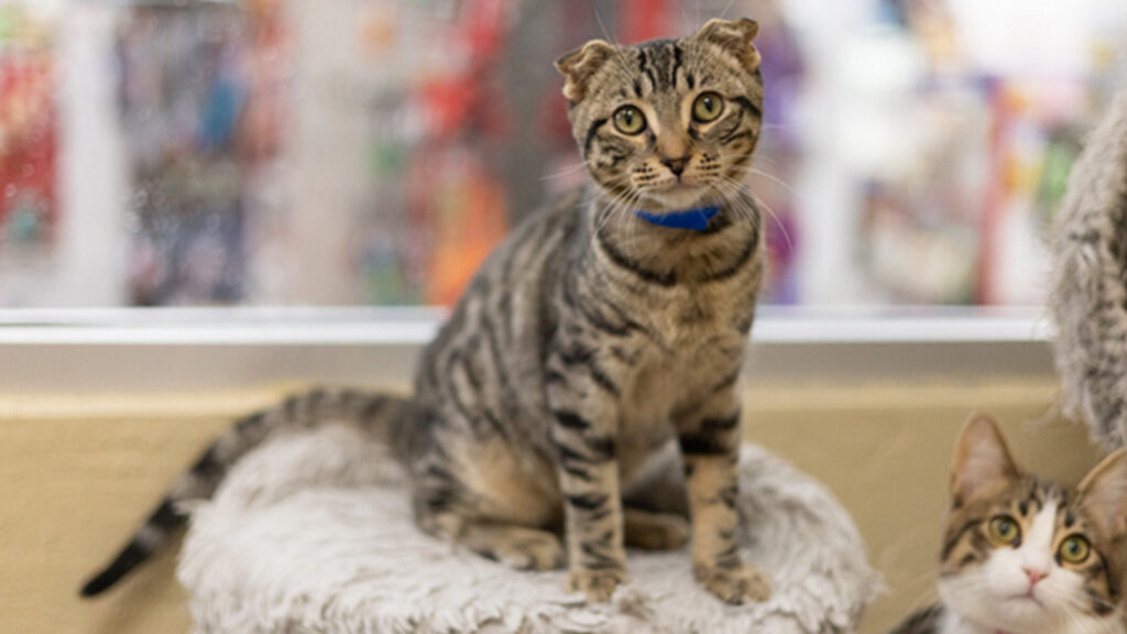 Scotty The Cat
