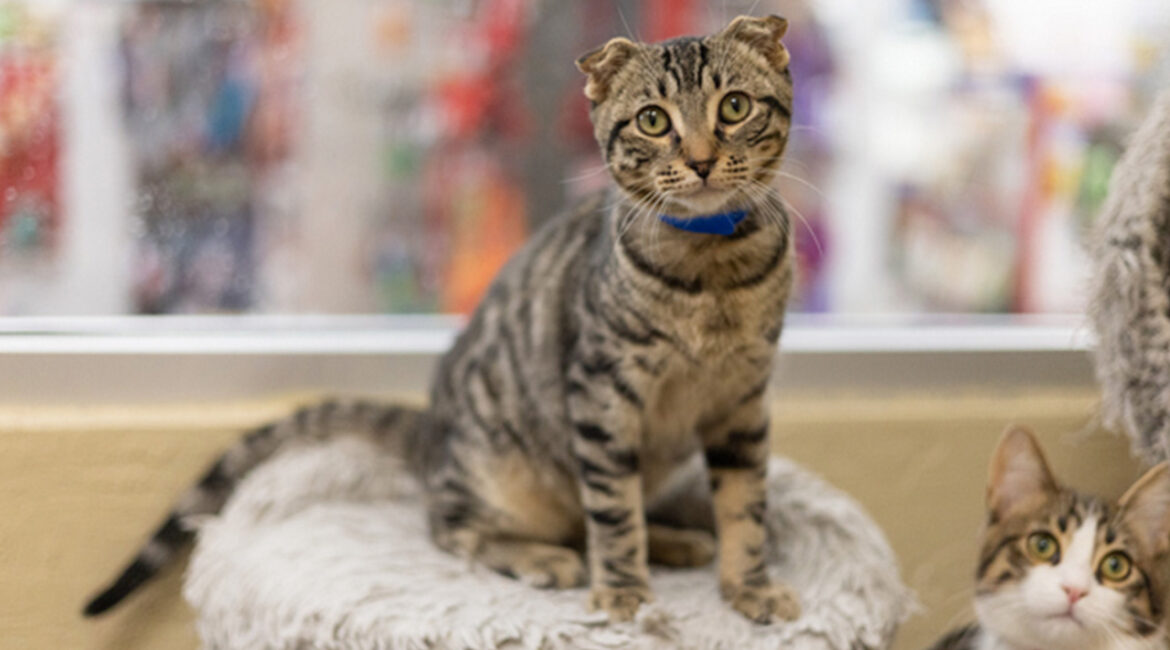 Scotty The Cat