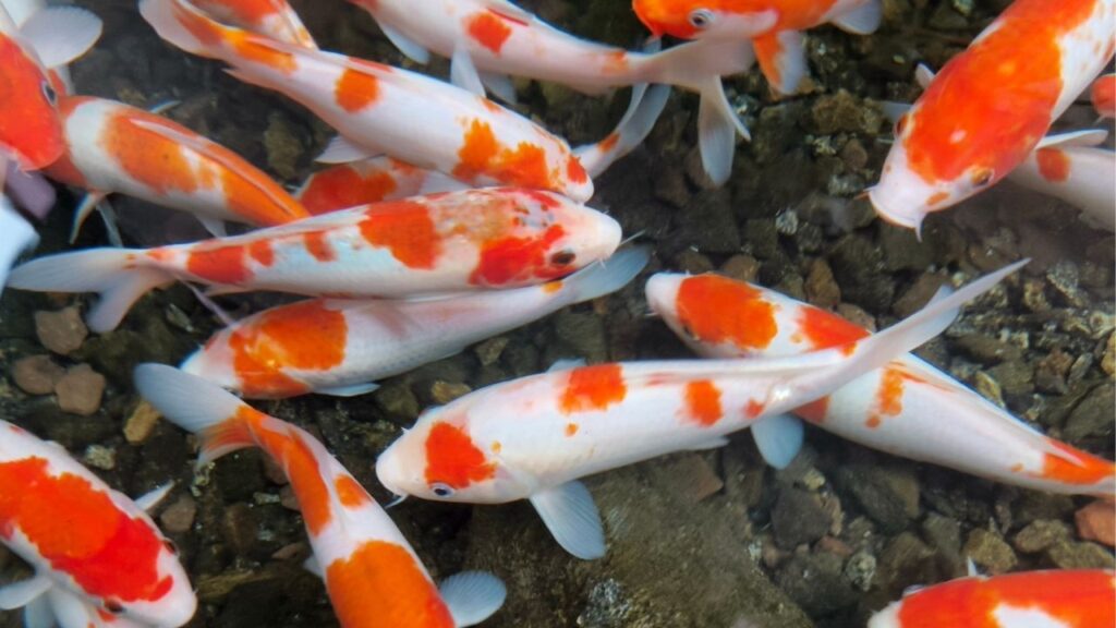 The 45th annual Fresno Koi Show at Woodward Park on Sept. 27-28 will feature hundreds of koi from California and beyond, judged by certified experts, with free public admission and vendors on site. (Shutterstock)