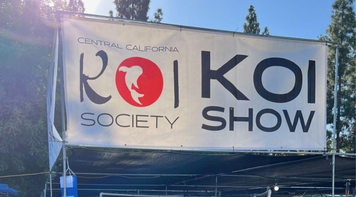 The 45th annual Fresno Koi Show at Woodward Park on Sept. 27-28 will feature hundreds of koi from California and beyond, judged by certified experts, with free public admission and vendors on site. (Central California Koi Society)
