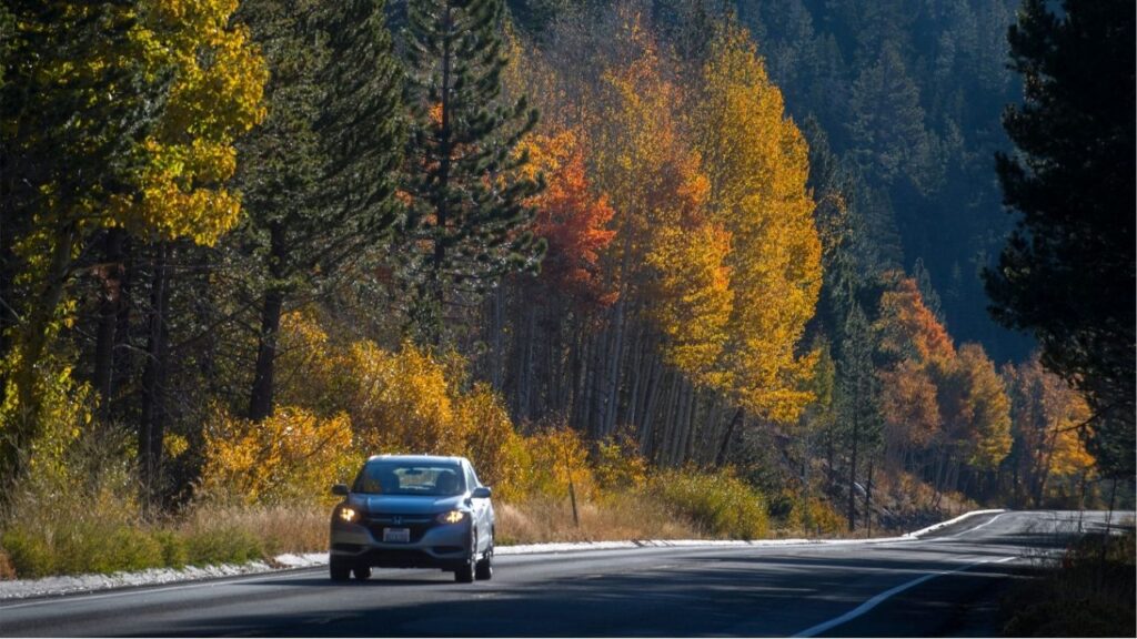 Trembling aspen trees turn to their fall colors near Meyers along Highway 89 the Toyiabe National Forest in Alpine County on Oct. 21, 2019. The Sierras are only about a 2-hour drive from Stockton. (USA Today Network via Reuters)