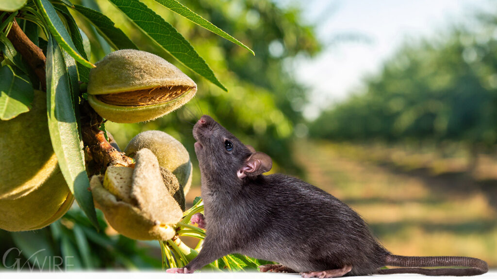 roof rat smelling almonds