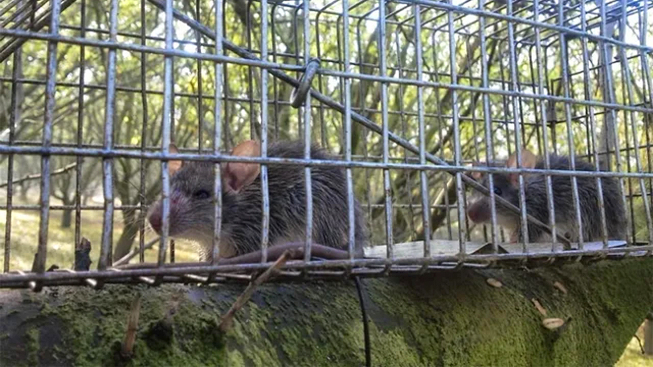 rats in cage