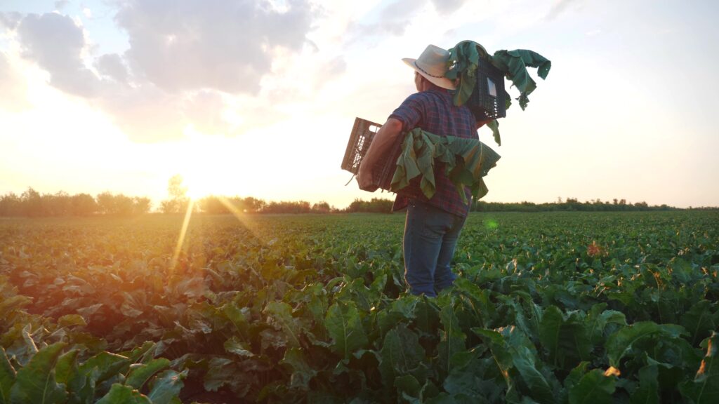 Man,Farmer,With,A,Box,Of,Fresh,Green,Vegetables,Walk