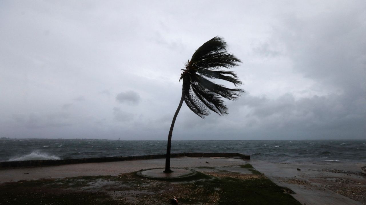 A palm tree sways on the Kingston waterfront as Hurricane Melissa approaches, in Kingston, Jamaica, October 27, 2025. REUTERS/Octavio Jones