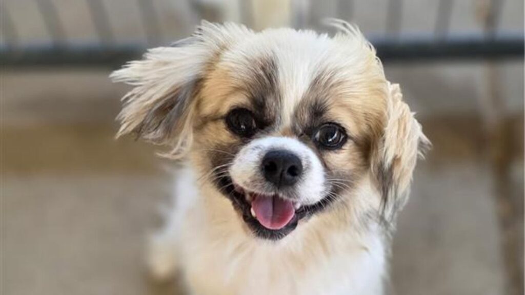 A young Pekingese named Porter is ready for adoption after being rescued injured from an orchard and making a full recovery. (Mell's Mutts)