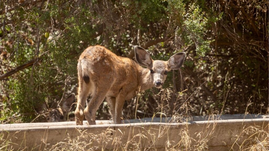 Asset id: 1152965969 Mule Deer on Catalina Island