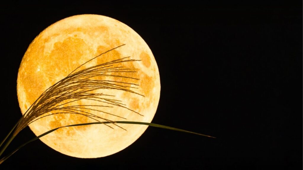 Asset id: 2513715063 Full moon and pampas grass. Japanese moon viewing background.