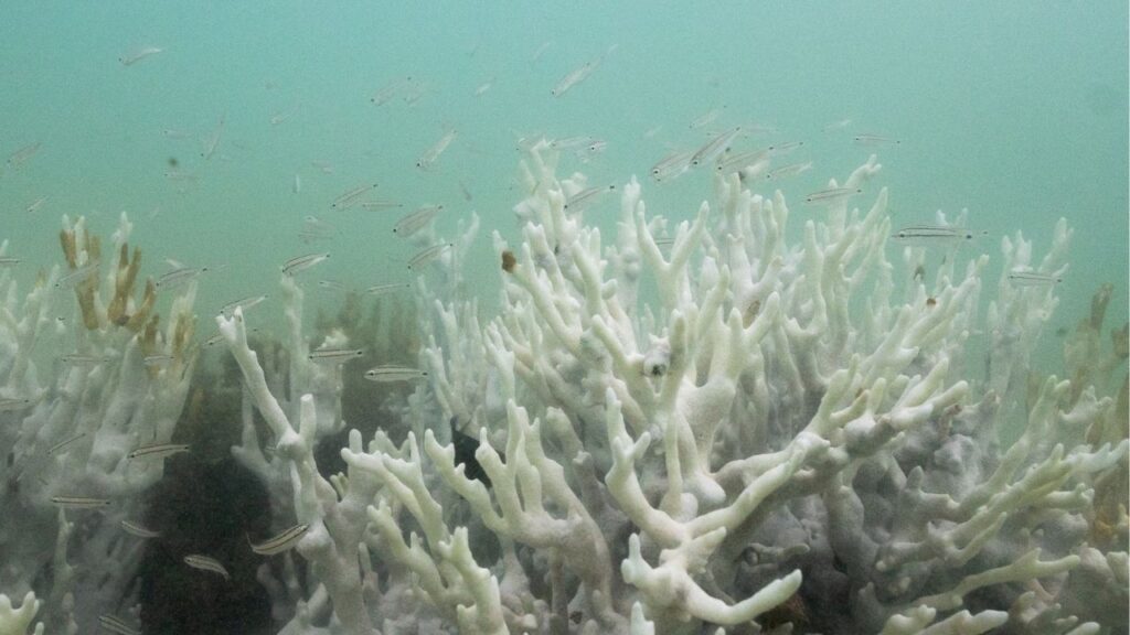 Bleached coral is seen in a reef at the Costa dos Corais in Japaratinga in the state of Alagoas, Brazil April 16, 2024. (Reuters File)