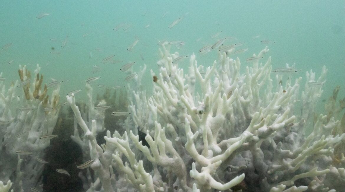 Bleached coral is seen in a reef at the Costa dos Corais in Japaratinga in the state of Alagoas, Brazil April 16, 2024. (Reuters File)