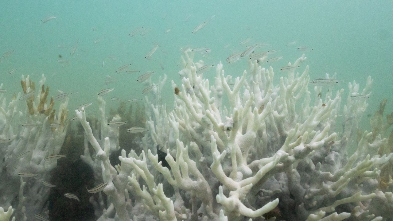 Bleached coral is seen in a reef at the Costa dos Corais in Japaratinga in the state of Alagoas, Brazil April 16, 2024. (Reuters File)