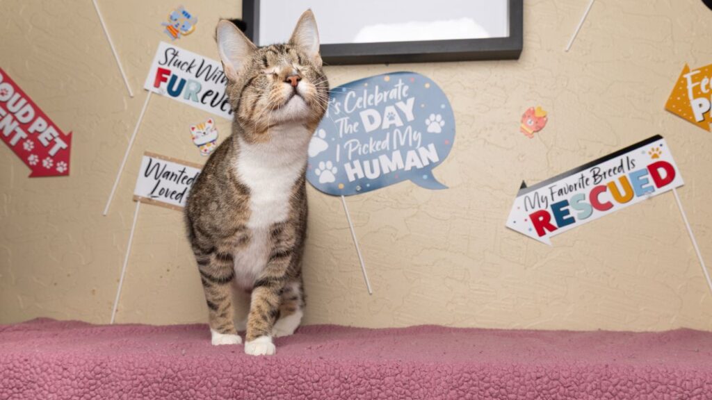 Cali, a blind kitten, is GV Wire's Adoptable Pet of the Week