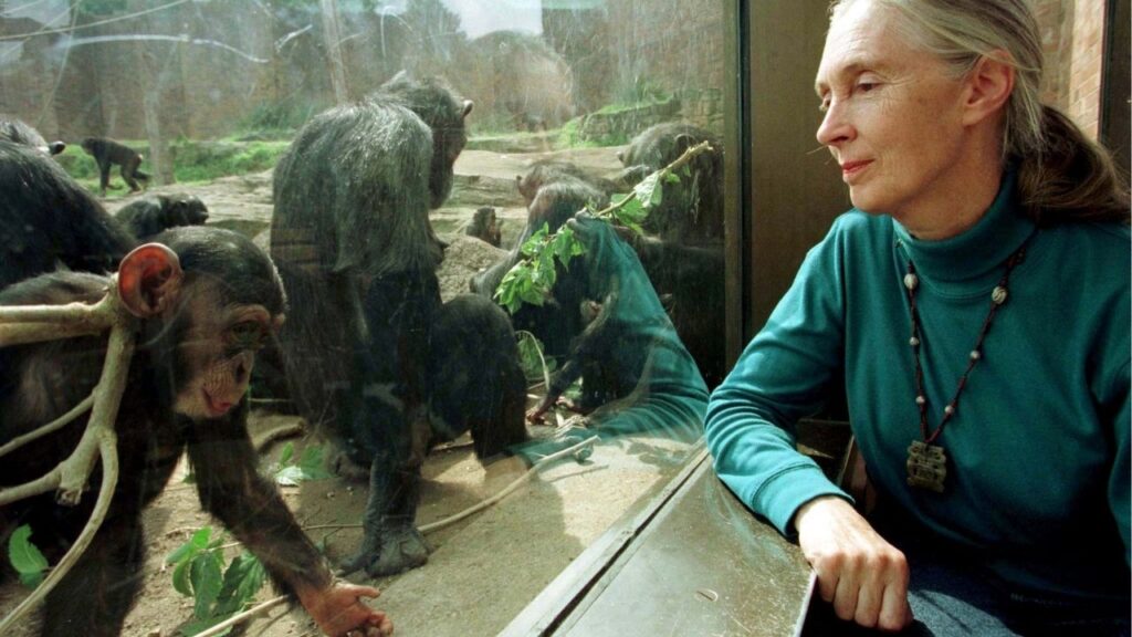 FILE PHOTO: English Dr. Jane Goodall, chimpanzee researcher and naturalist, observes through glass some of Taronga Zoo's 25 member chimpanzee colony in Sydney, August 31. Goodall, who has spent most of her life studying chimpanzees in Africa is in Australia to raise awareness that chimpanzee numbers in the wild have plummeted 75 percent in 10 years leaving only 250,000 in their homelands of Central and West Africa. AUSTRALIA/File Photo