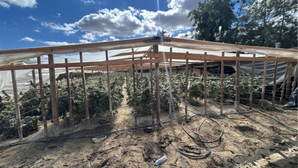 Five people were arrested Wednesday, Oct. 15, 2025, and more than 2,800 marijuana plants were seized during raids on illegal grow operations in Taft and Maricopa, the Kern County Sheriff’s Office said. (Kern County SO)