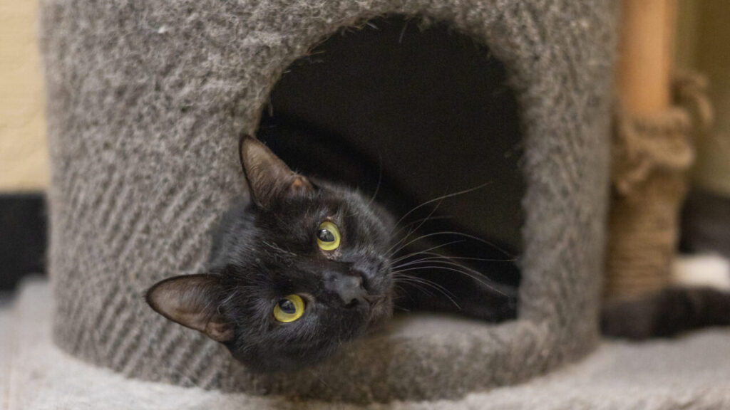 Jasmine Is GV Wire's Adoptable Pet of the Week, Oct. 10, 2025