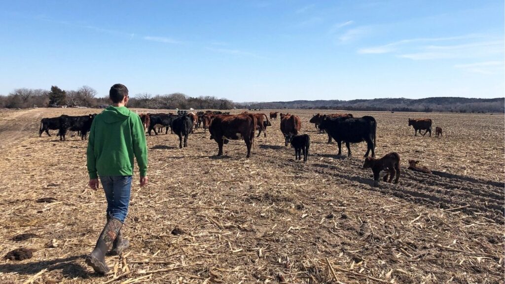 Justin Mensik, corn and soybean farmer, attends to his cattle at his farm in Morse Bluff, Nebraska, U.S. March 22, 2019. Picture taken March 22, 2019. (Reuters File)