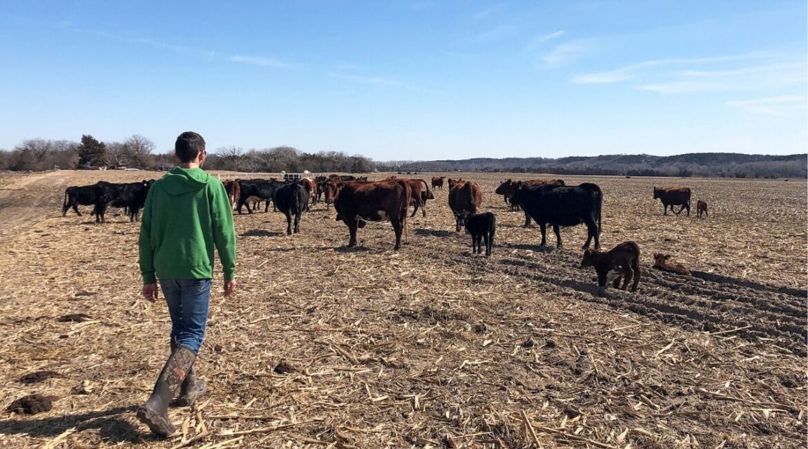 Justin Mensik, corn and soybean farmer, attends to his cattle at his farm in Morse Bluff, Nebraska, U.S. March 22, 2019. Picture taken March 22, 2019. (Reuters File)