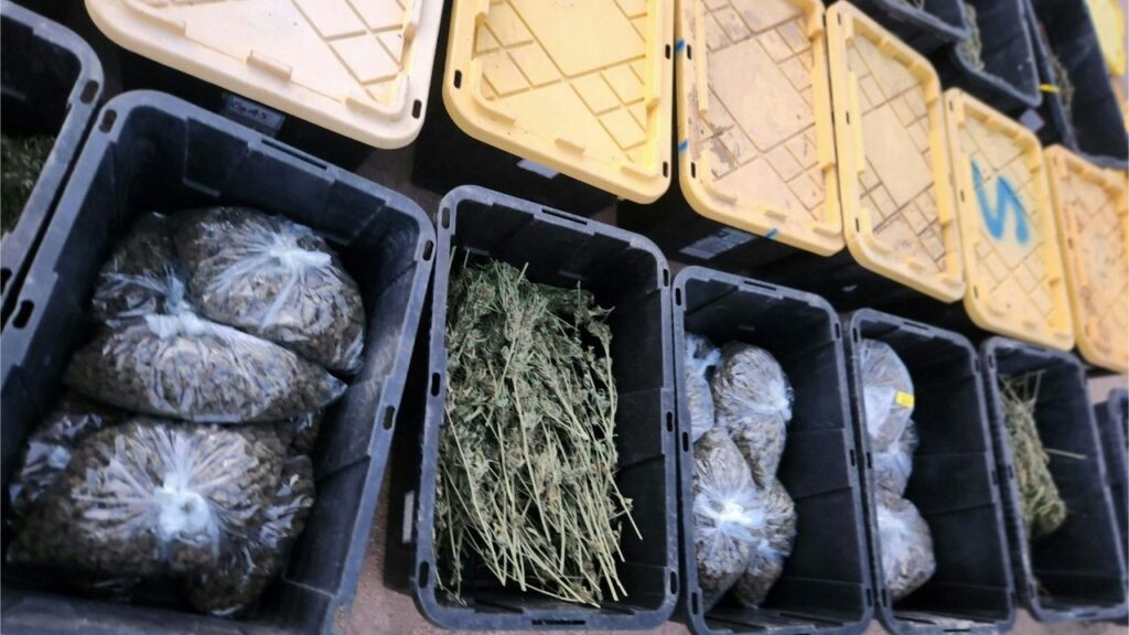 Marijuana found in an active marijuana grow operation on Friday, Sept. 26, 2025. (Kern County SO)