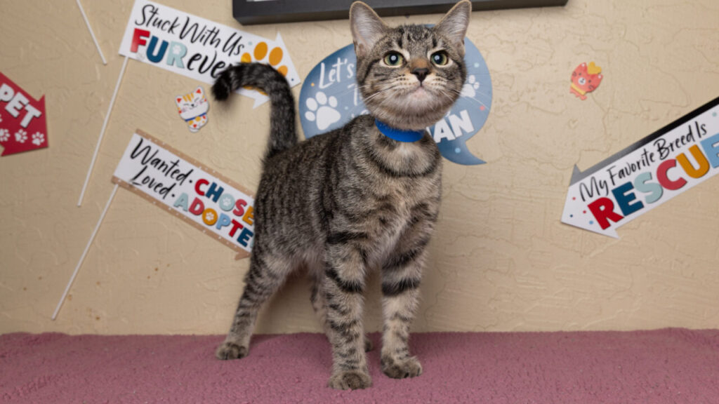 Mort Is GV Wire's Adoptable Pet of the Week, Oct. 2, 2025