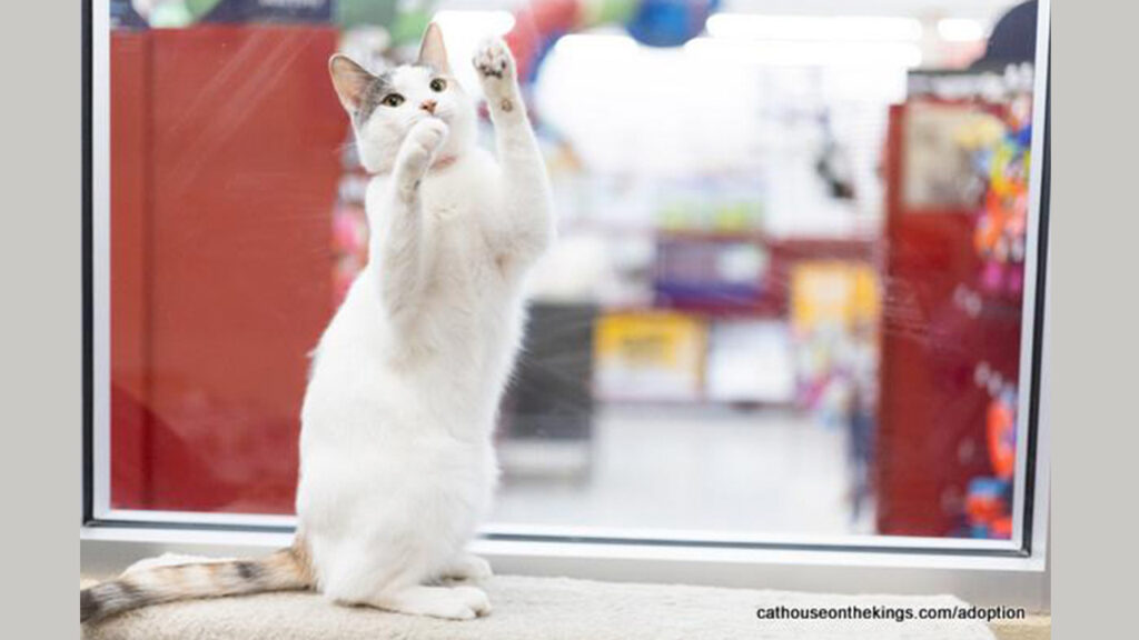 Penelope, GV Wire's Cat of the Week from The Cat House on the Kings