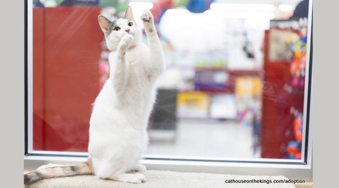 Penelope, GV Wire's Cat of the Week from The Cat House on the Kings