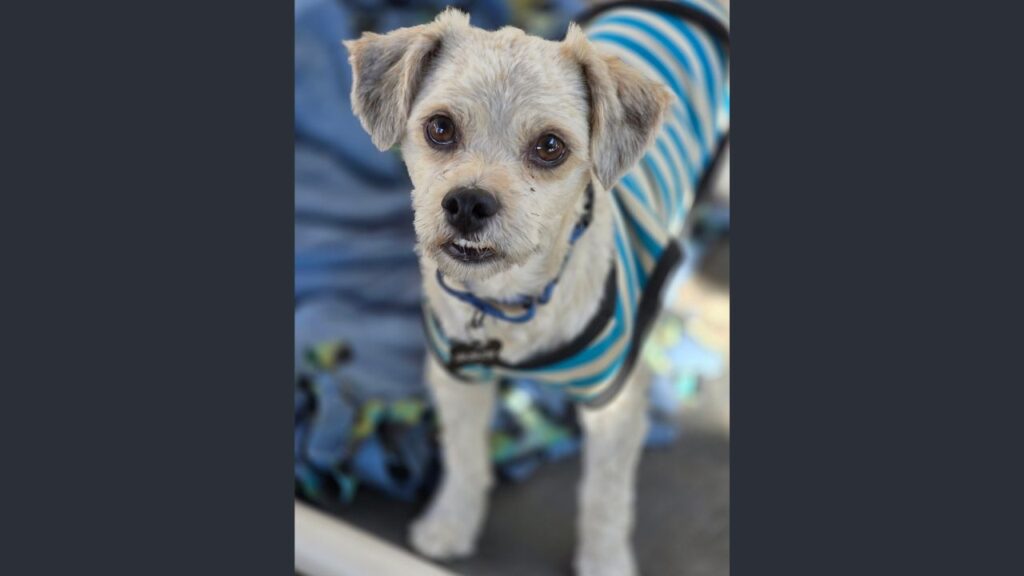 Reggie Bush, a shy but sweet 2-year-old poodle–terrier mix rescued after living in a bush for a month, is now safe, loves watching football and is looking for his forever home. (Mell's Mutts)