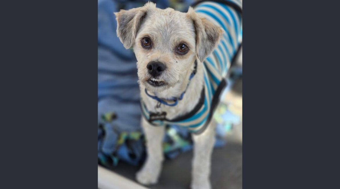 Reggie Bush, a shy but sweet 2-year-old poodle–terrier mix rescued after living in a bush for a month, is now safe, loves watching football and is looking for his forever home. (Mell's Mutts)