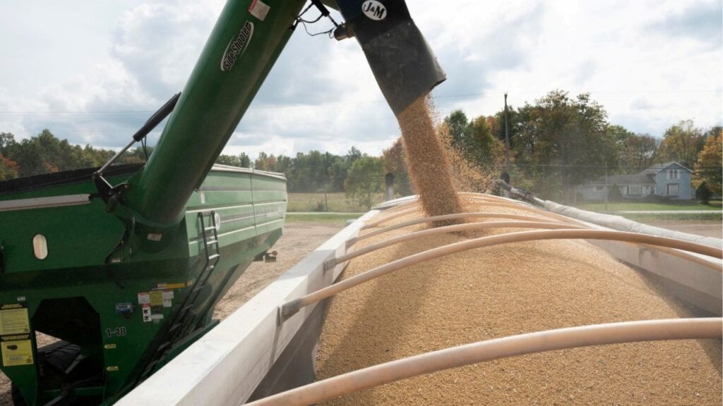 Soybeans are loaded into a truck from a transfer hopper during harvest season in Deerfield, Ohio, U.S., October 7, 2021. (Reuters File)