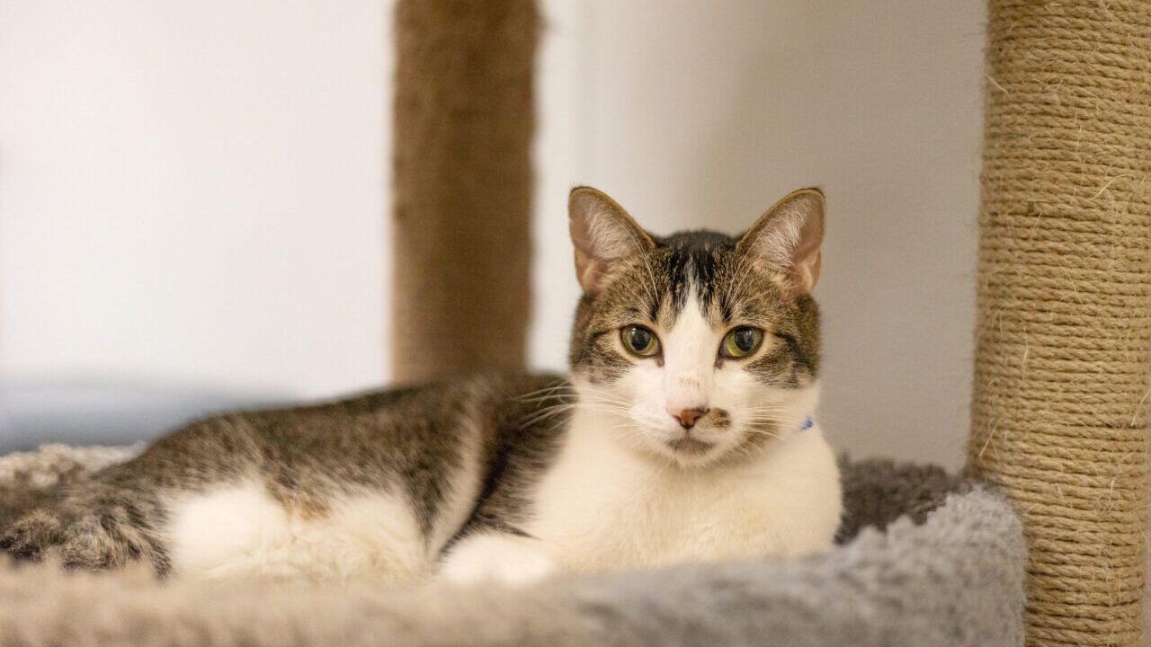 Sushi Is GV Wire's Adoptable Pet of the Week, Oct. 31, 2025