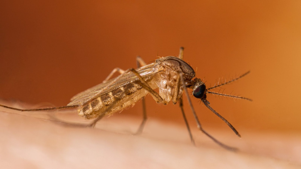 Mosquito Spreading West Nile Virus