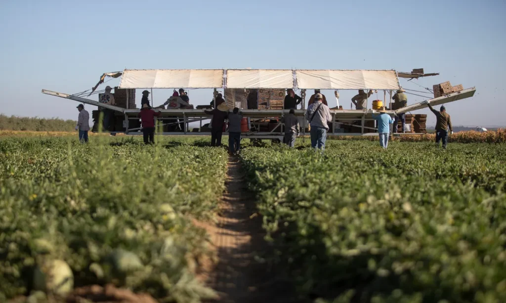 Image of melons being harvested in Firebaugh, California